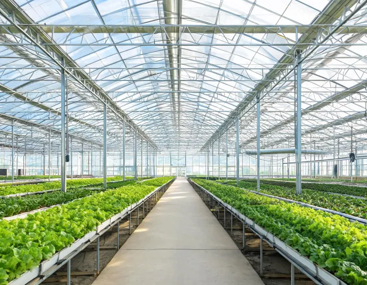 Multi-span greenhouse frame and covering